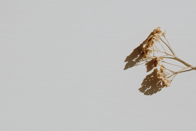 Dry branch on dusty grey.