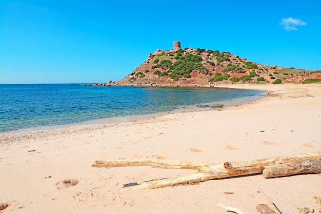 Foto ramo secco nella spiaggia del porticciolo sardegna