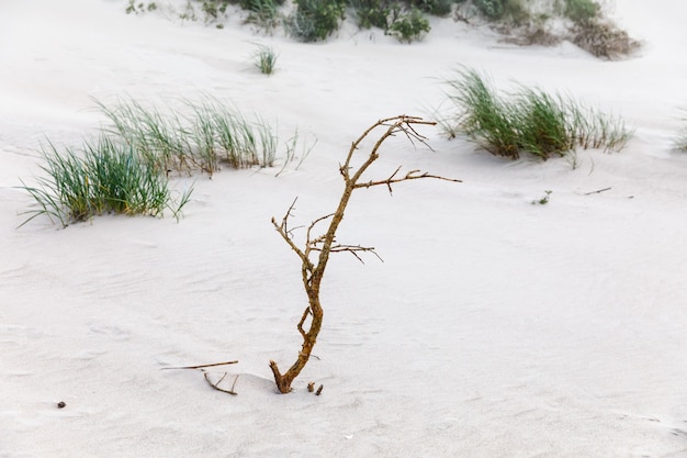 Dry branch on the sandy beach