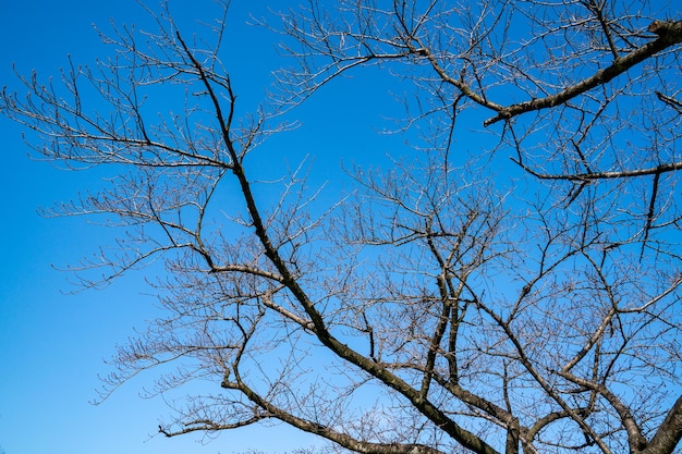 The dry branch of tree in summer at japan with sky background