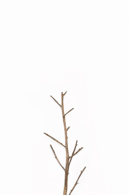 Dry branch on a white background with copy space