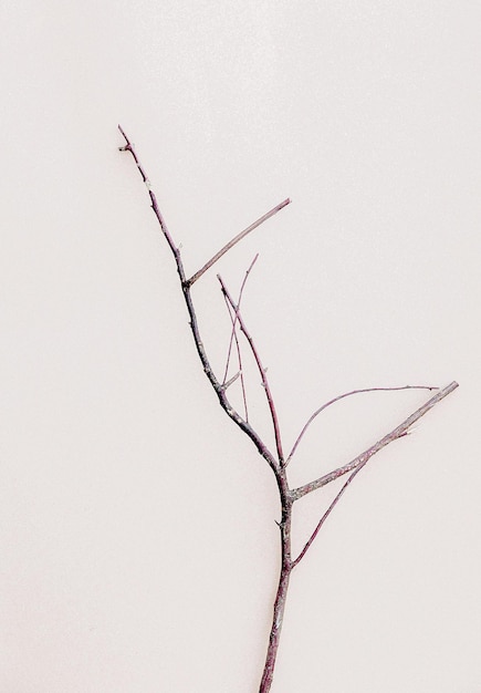 Dry branch on white wall. Aesthetic wallpaper. Autumn plant background composition