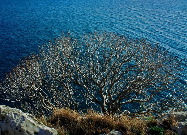 Dry branched tree on a background of blue sea Adriatic Sea