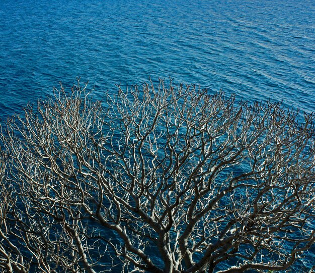 Dry branched tree on a background of blue sea Adriatic Sea