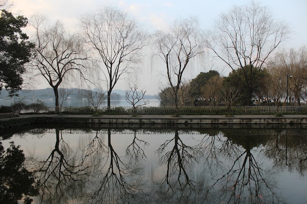 Photo dry branches and beautiful reflection