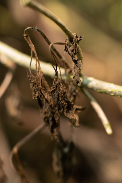 Dry branches close background macro