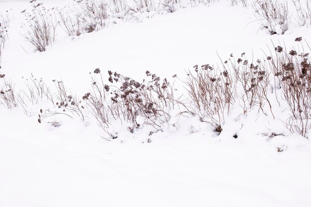 Dry branches of grass in white snow