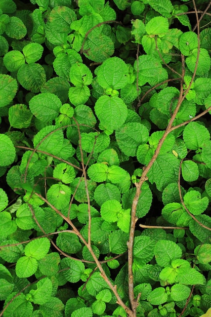 Dry branches on green leaves