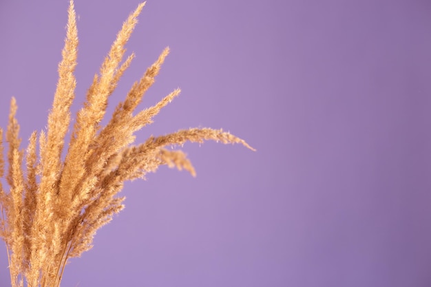 Dry branches of pampas grass on violet background trendy color copy space