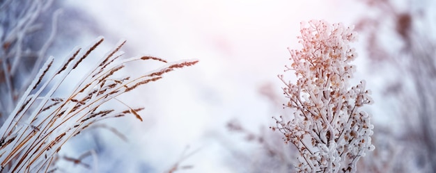 冬の悪天候で氷に覆われた植物の乾燥した枝 雪解けと霜が降りる冬の着氷