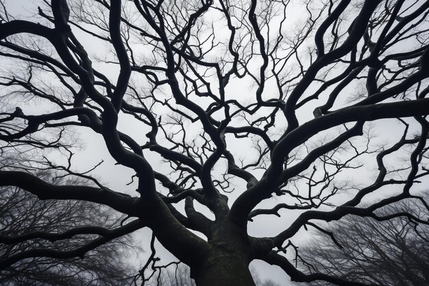 Dry branches of a tree