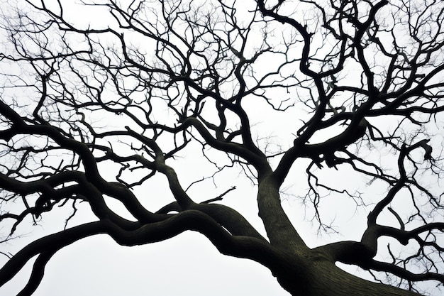 Dry branches of a tree