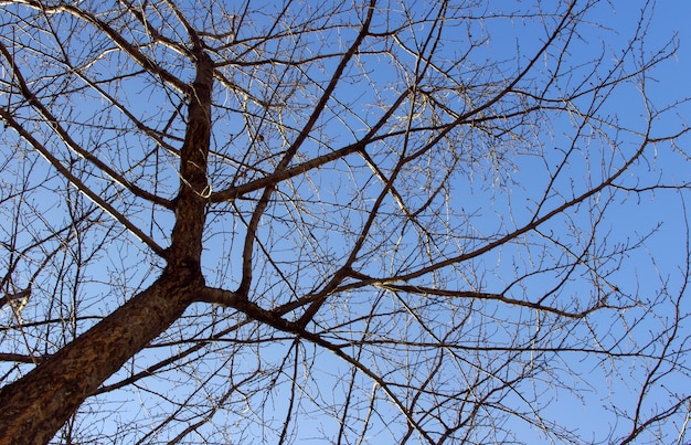 青空の背景を持つ木の乾燥した枝