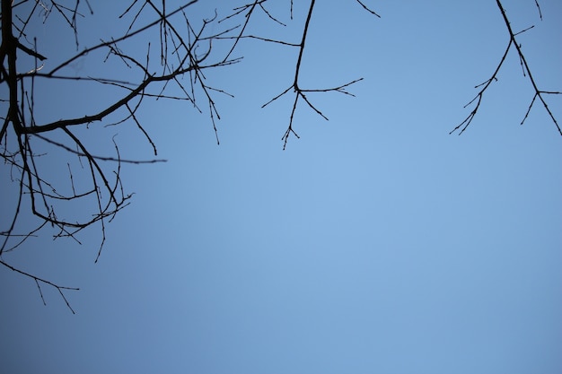 Dry branches with blue sky in winter