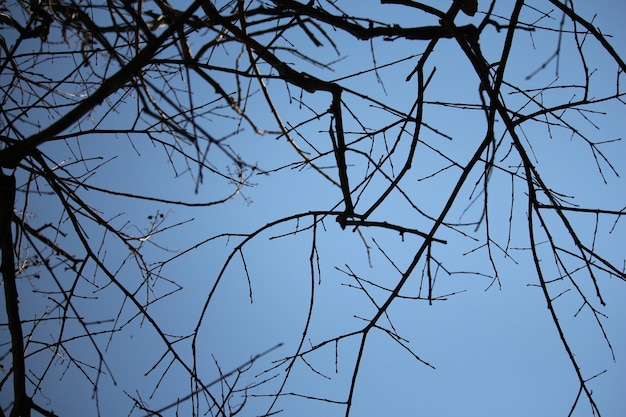 Сухие ветки с голубым небом зимой