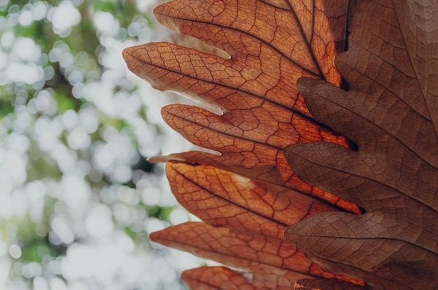 Dry brow leaf with green bokeh light