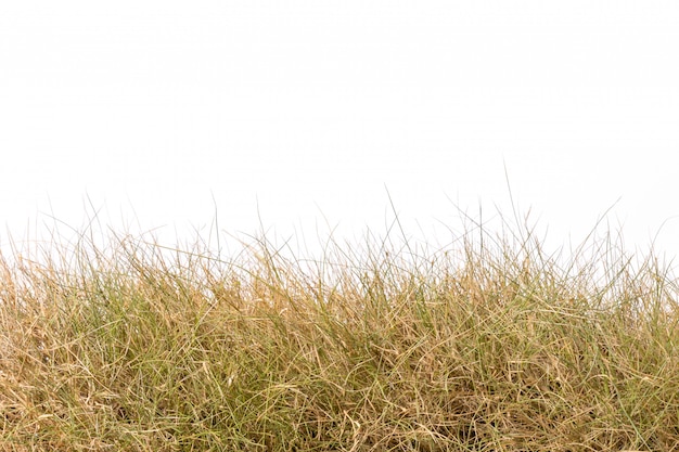 Photo dry brown garden grass