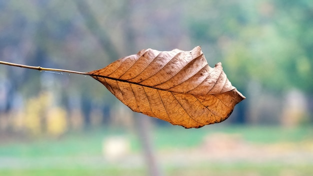 Dry brown leaf on a blurred autumn background