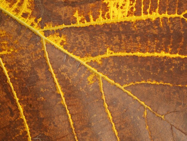 Dry brown leaf texture