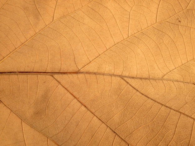 dry brown leaf texture