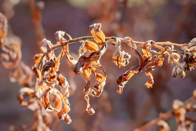 写真 乾燥した茶色の葉