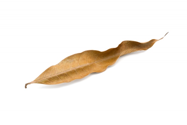 Dry brown mango leaves isolated on a white background