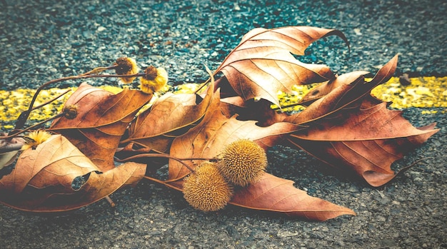 Dry brown maple branch with foliage on the asphalt, blue and yellow colors after rain