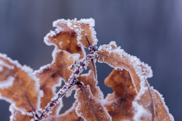 Dry brown oak leaves covered with hoarfrost