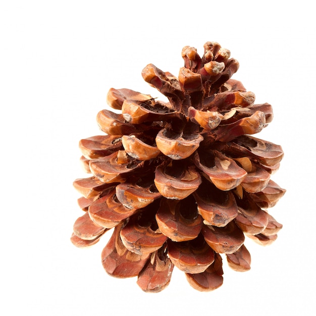 Dry brown Pine cone