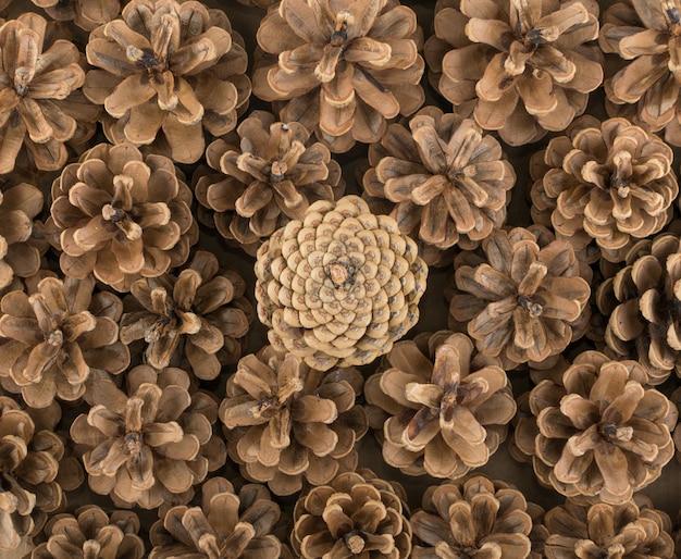 Dry brown pine cones surface. Pinecones texture or pattern for card and decoration