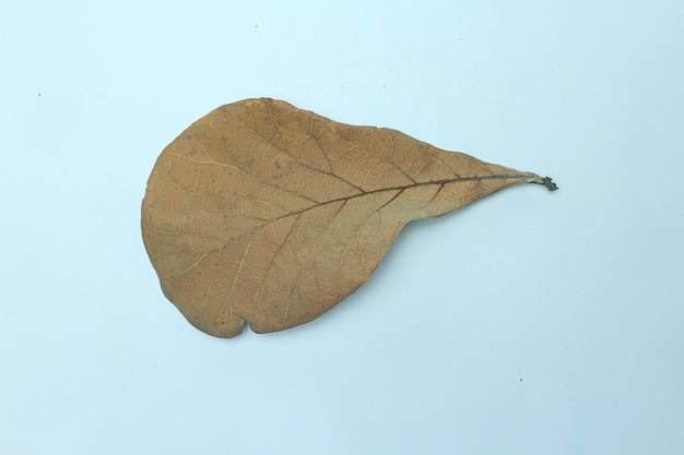 dry brown teak leaf isolated on white background