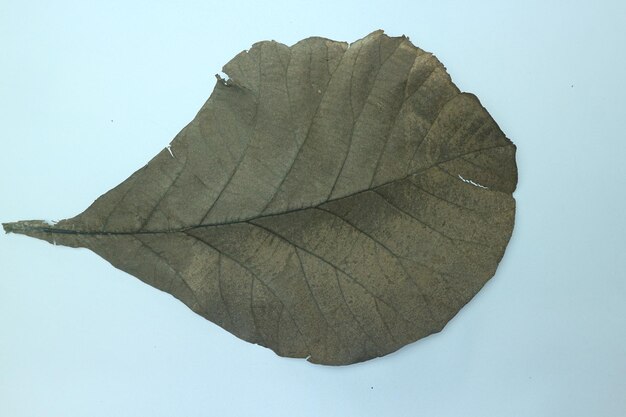 dry brown teak leaf isolated on white background