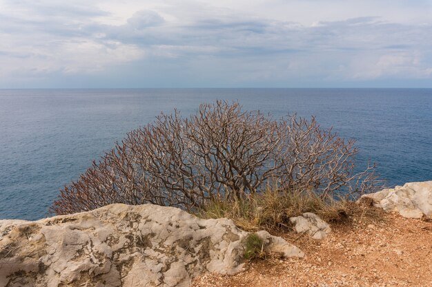 Dry bush on a rock against the blue sea