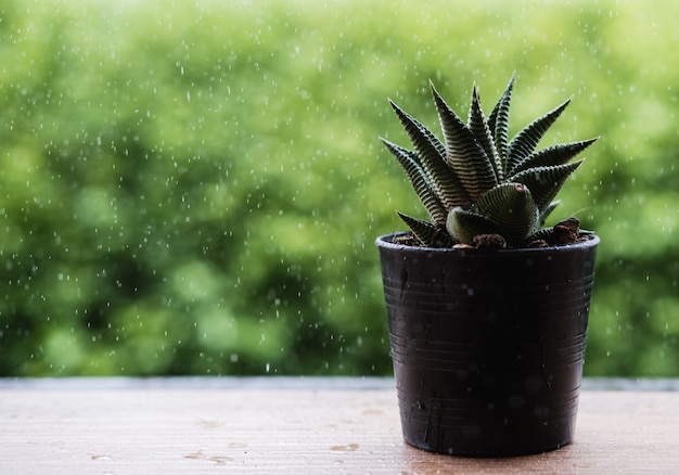 The dry cactus spray by water and rain drop 