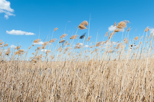 Dry cane on the river bank in spring day