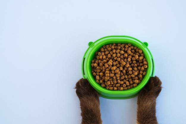 Dry cat food. Cat paws hold a bowl of food