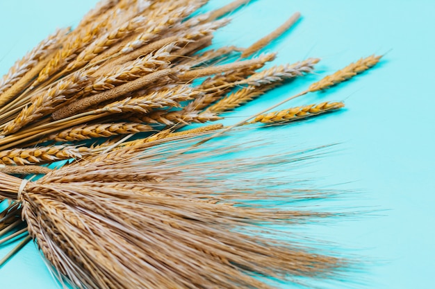 dry cereals on a blue wooden with space for text. autumn wheat. golden rye