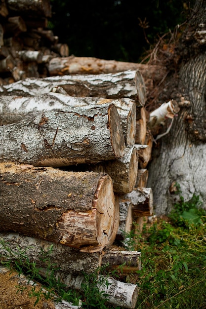 Dry chopped sawn wooden logs wooden pole texture