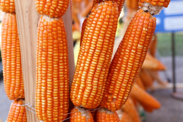 Dry cob corn hanging 