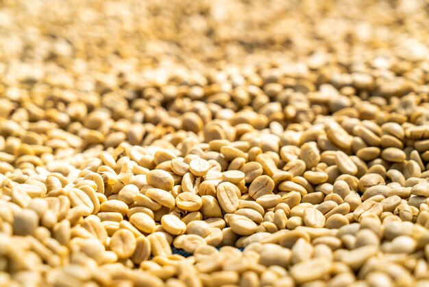 dry coffee beans with sunlight