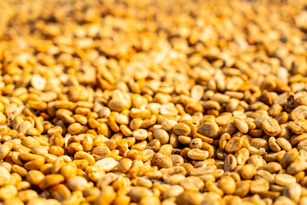 dry coffee beans with sunlight