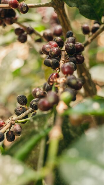 写真 乾燥したコーヒーの廃棄物