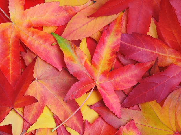 Photo dry colored leaves autumnal background