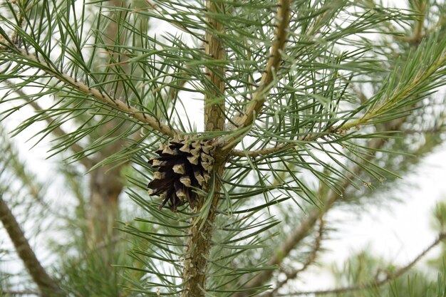 Dry cone on a pine branch