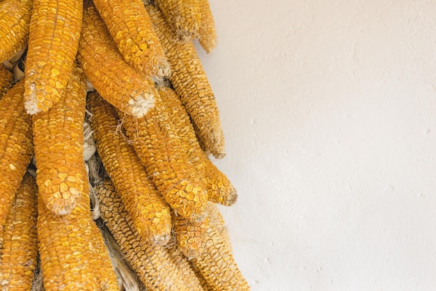 Dry corn cob decoration on white background copy space
