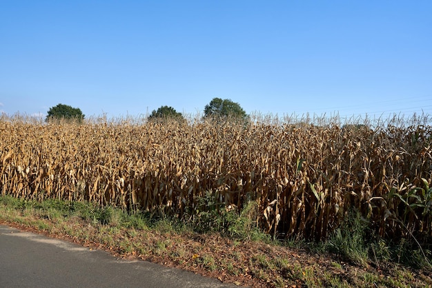 Dry corn in the field.