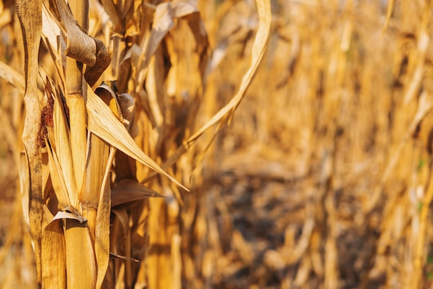 Dry corn plant background And dry corn fields