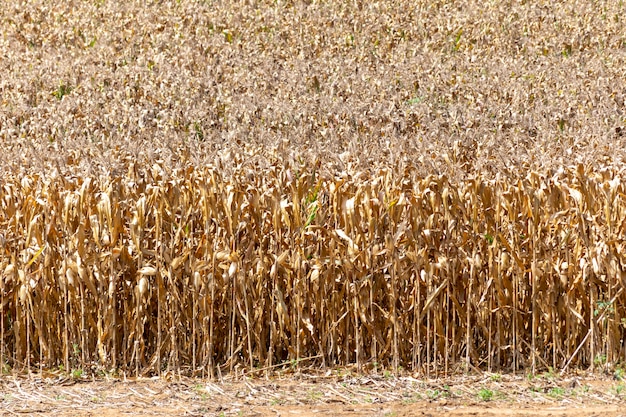 Dry corn planting ready for harvest