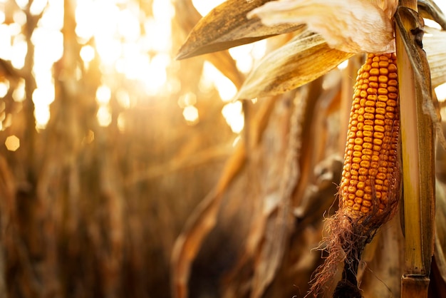 Dry corn stalks with cobs backlit by sun at fields autumn time