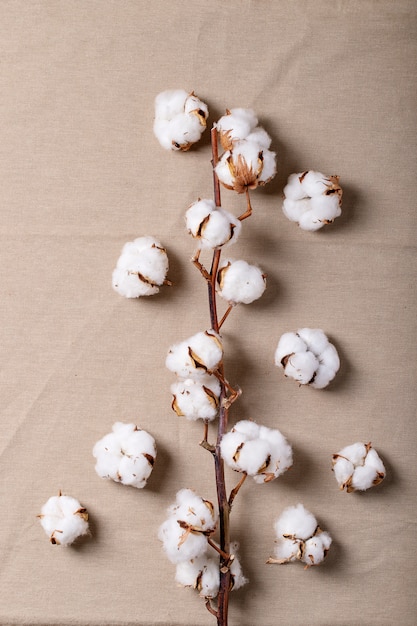 Dry cotton flower